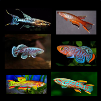 Voorbeeld - kopie - kopie - kopie - kopie2